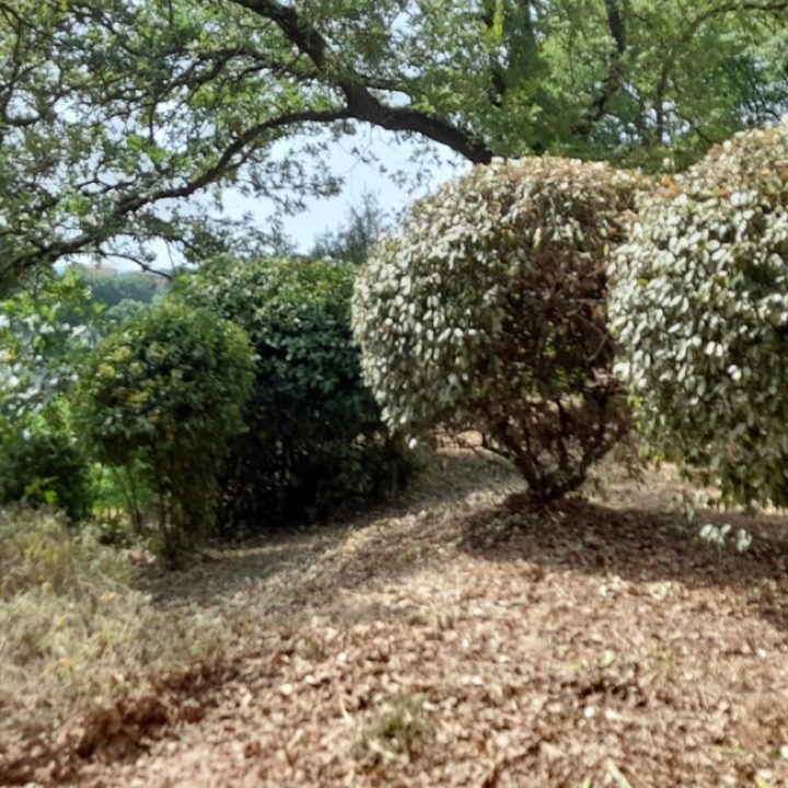 taille d'arbuste et massif