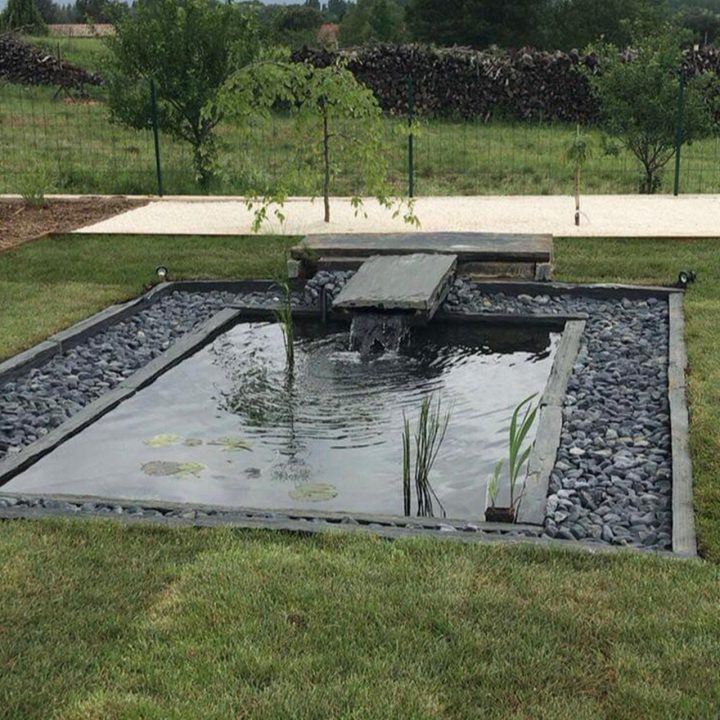 bassin avec plante aquatique