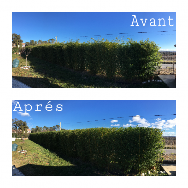 taille de haie de bambous